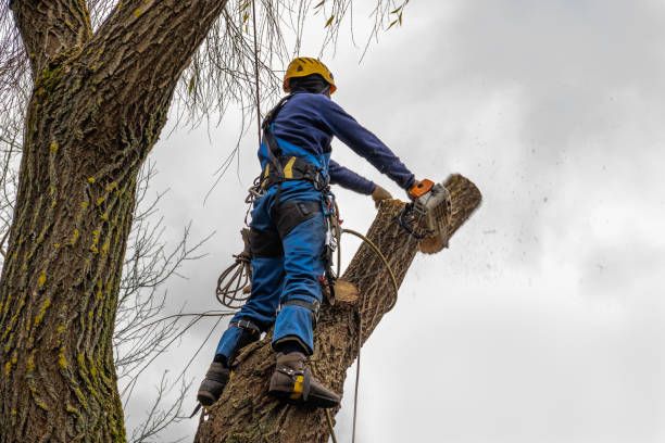 Best Firewood Processing and Delivery  in Redlands, CA