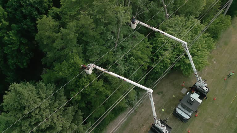Redlands, CA Tree Services Company