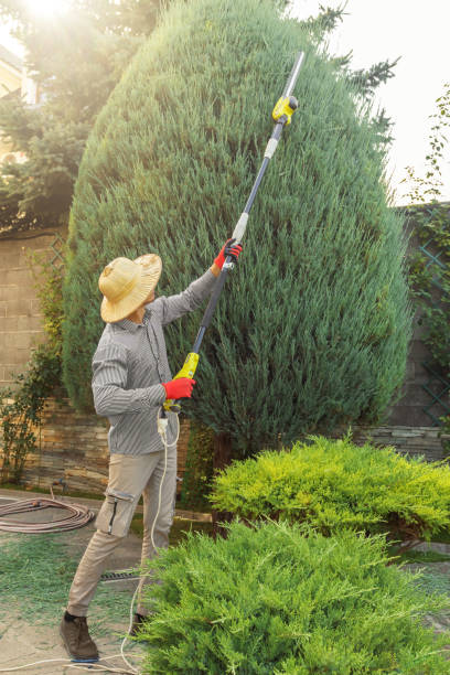 Best Tree and Shrub Care  in Redlands, CA