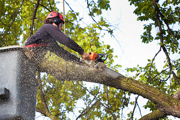 Best Utility Line Clearance  in Redlands, CA